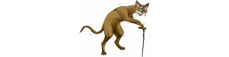 Alimentation Chats âgés