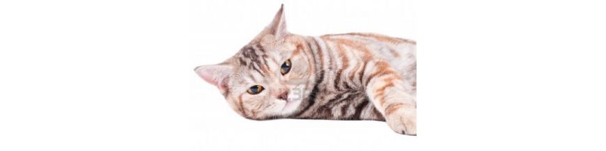 CHATS