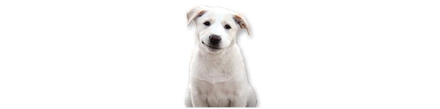 CHIENS