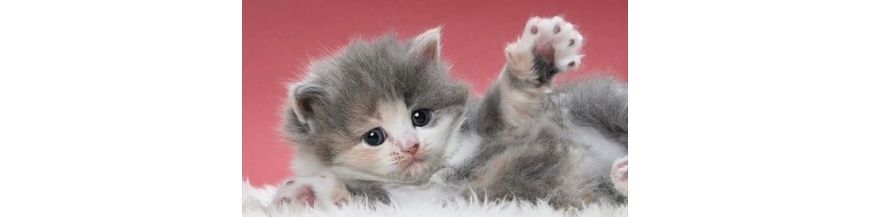 Alimentation Chatons 
