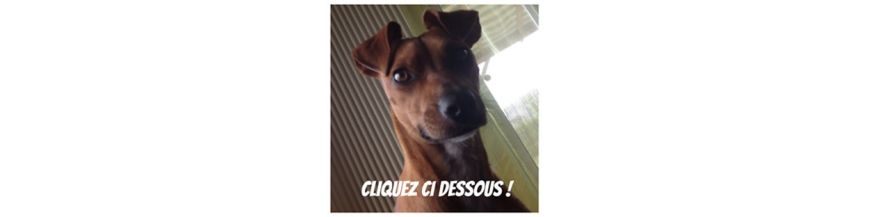 Adultes