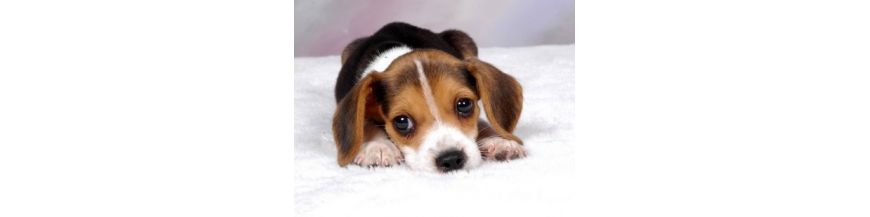 Chiots