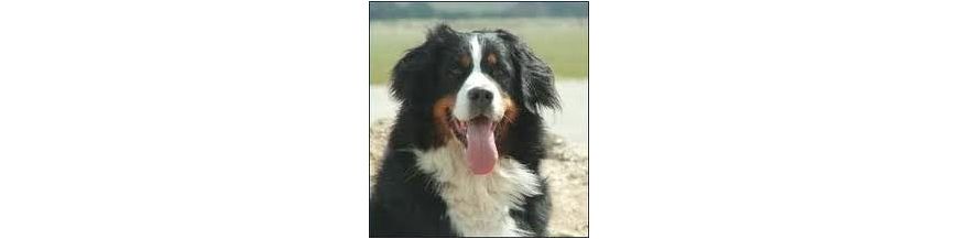 Chiots